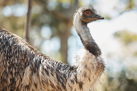 Sydney Taronga Zoo General Entry Ticket - Accommodation Broome 4