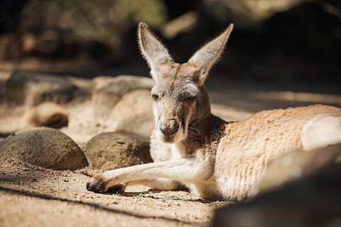 Sydney Taronga Zoo's Australian Animals Tour - Accommodation Broome 2