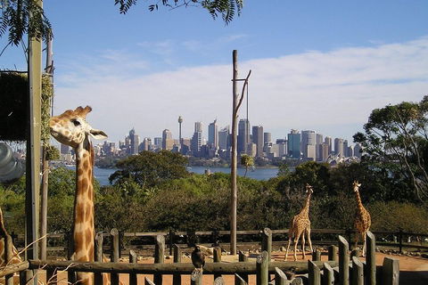 Sydney Taronga Zoo's Australian Animals Tour - Accommodation Broome 4