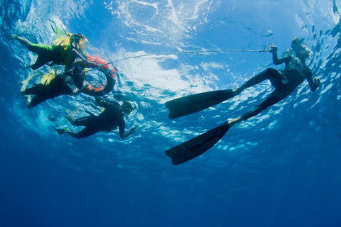 Passions Of Paradise Great Barrier Reef Snorkel And Dive Cruise From Cairns By Luxury Catamaran - Accommodation Broome 2