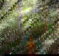 O'Reilly's  Lamington National Park from Gold Coast - Accommodation Broome