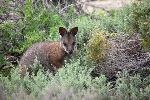 Pink Lake + Abrolhos Islands Nature Tour - Accommodation Broome 1