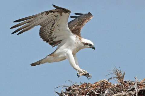 Pink Lake + Abrolhos Islands Nature Tour - Accommodation Broome 3