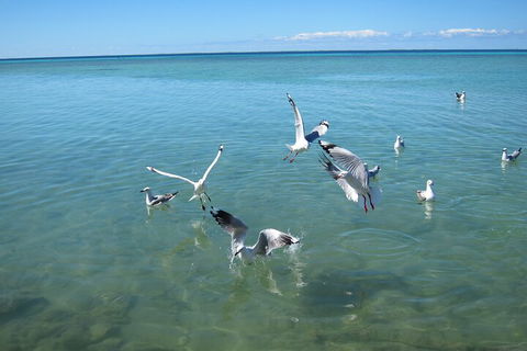 Pink Lake + Abrolhos Islands Nature Tour - Accommodation Broome 5