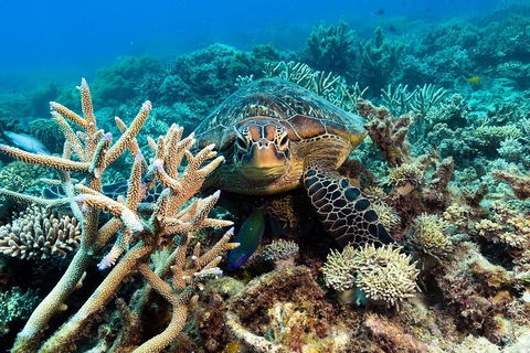 Great Barrier Reef Day Cruise From Cairns Including Snorkeling And Marine Biologist Presentation - Accommodation Broome 4