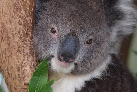 All Inclusive Blue Mountains Small-Group Day Trip From Sydney - Accommodation Broome 1