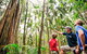 Natural Bridge & Springbrook Waterfalls Tour + Hot Air Balloon With Breakfast - thumb 5