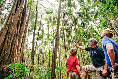 Natural Bridge & Springbrook Waterfalls Tour + Hot Air Balloon With Breakfast - Accommodation Broome 5