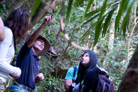 Natural Bridge & Springbrook Waterfalls Tour - Accommodation Broome 4