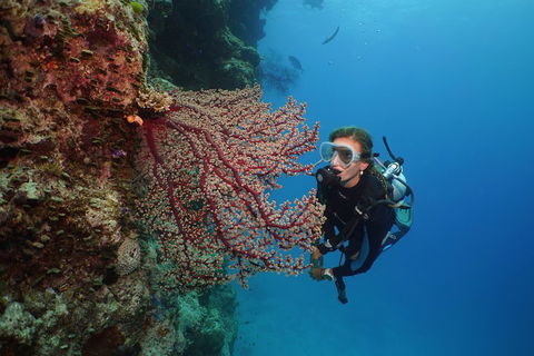 Silversonic Outer Great Barrier Reef Dive And Snorkel Cruise From Port Douglas - Accommodation Broome 0