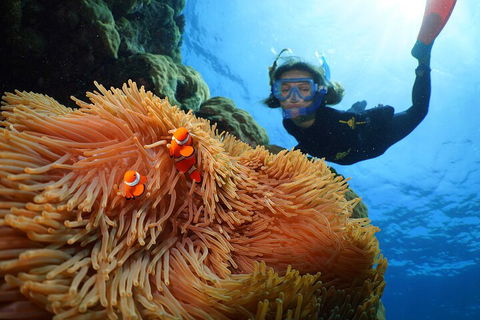 Silversonic Outer Great Barrier Reef Dive And Snorkel Cruise From Port Douglas - Accommodation Broome 3