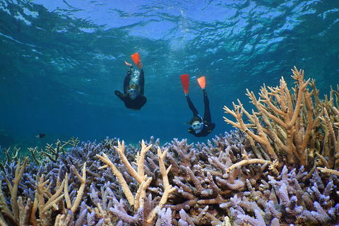 Silversonic Outer Great Barrier Reef Dive And Snorkel Cruise From Port Douglas - Accommodation Broome 4