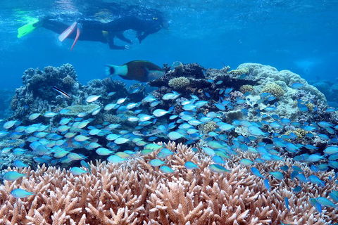 Silversonic Outer Great Barrier Reef Dive And Snorkel Cruise From Port Douglas - Accommodation Broome 5