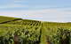 West Tamar Wine Tour - thumb 2