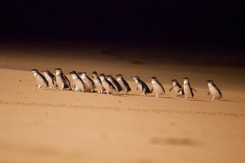 The Ultimate Melbourne Attractions Pass - Accommodation Broome 5