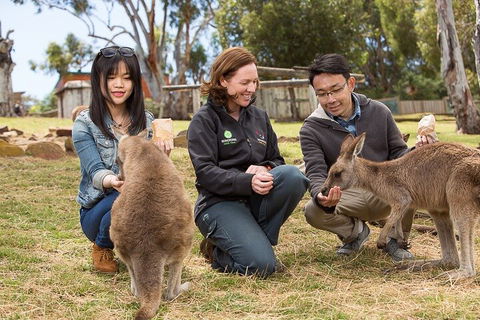Bonorong Wildlife Park And Richmond Afternoon Tour From Hobart - Accommodation Broome 1