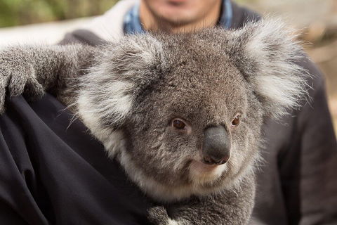Bonorong Wildlife Park And Richmond Afternoon Tour From Hobart - Accommodation Broome 2