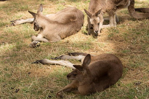 Bonorong Wildlife Park And Richmond Afternoon Tour From Hobart - Accommodation Broome 3