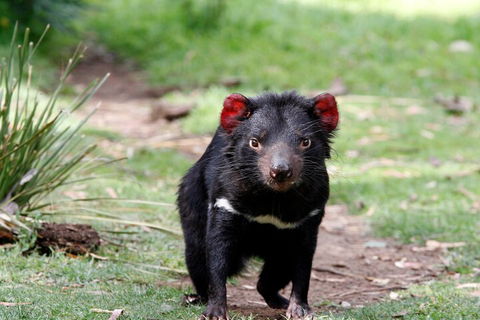 Bonorong Wildlife Park And Richmond Afternoon Tour From Hobart - Accommodation Broome 4