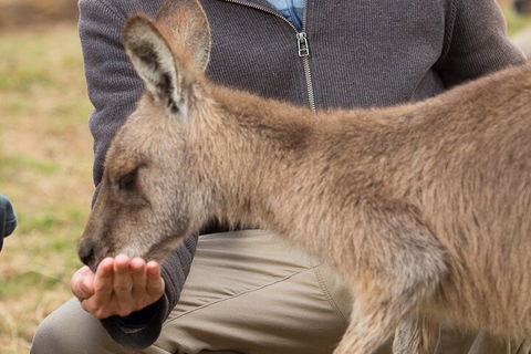 Bonorong Wildlife Park And Richmond Afternoon Tour From Hobart - Accommodation Broome 5