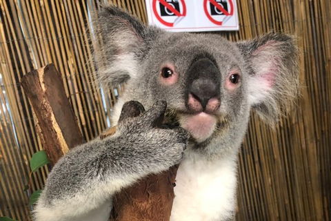 Kuranda Tour Deluxe Course With Kuranda 3 Zoos Or Free Course - Accommodation Broome 0