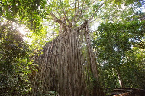 Double Pack-Ancient Rainforest And Waterfalls! - Accommodation Broome 5