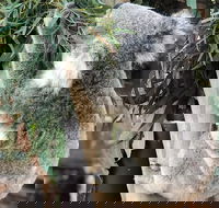 Private Blue Mountains and Wildlife Park Tour from Sydney with Barbecue Lunch - Accommodation Broome