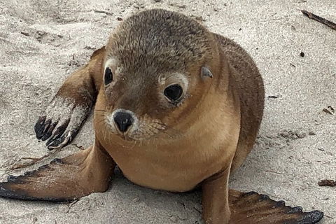 Kangaroo Island Scenic Trail Tour - Accommodation Broome 0