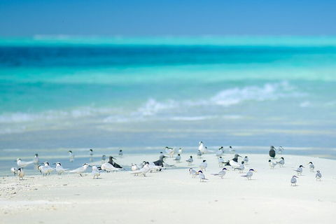 Private Coral Cay Bubbles Tour - Accommodation Broome 2