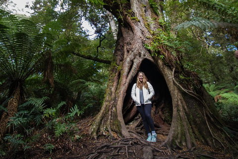 Great Ocean Road Small-Group Ecotour From Melbourne - Accommodation Broome 4
