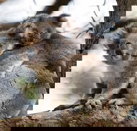 Great Ocean Road Sunset Tour from Melbourne