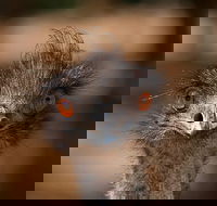Currumbin Wildlife Sanctuary General Entry Ticket - Accommodation Broome