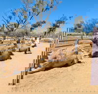 West MacDonnell Ranges Half-Day Small-Group Tour with Camel Ride - Accommodation Broome