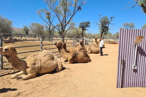 West MacDonnell Ranges Half-Day Small-Group Tour With Camel Ride - Accommodation Broome 0