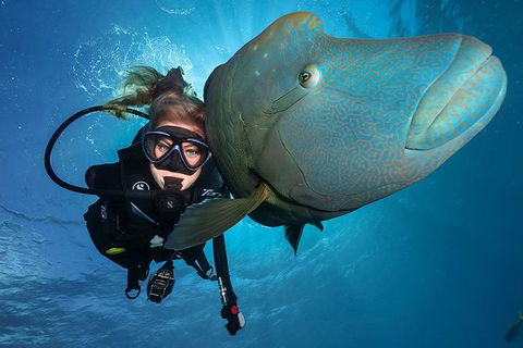 Great Barrier Reef Snorkeling And Diving Cruise From Cairns - Accommodation Broome 0