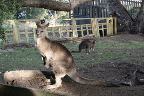 Mt. Wellington, Bonorong And Richmond Day Tour From Hobart - Accommodation Broome 2
