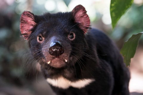 Mt. Wellington, Bonorong And Richmond Day Tour From Hobart - Accommodation Broome 3