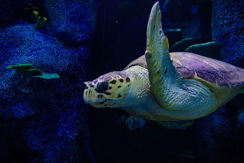 Sydney Attractions Pass: SEA LIFE Aquarium, Sydney Tower Eye, WILD LIFE Zoo And Madame Tussauds - Accommodation Broome 1