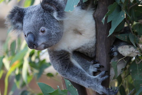 Sydney Attractions Pass: SEA LIFE Aquarium, Sydney Tower Eye, WILD LIFE Zoo And Madame Tussauds - Accommodation Broome 2