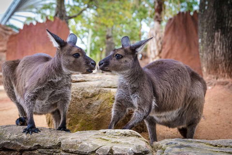 Sydney Attractions Pass: SEA LIFE Aquarium, Sydney Tower Eye, WILD LIFE Zoo And Madame Tussauds - Accommodation Broome 5
