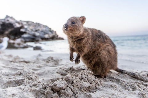 Rottnest Island All-Inclusive Grand Island Tour From Fremantle - Accommodation Broome 2