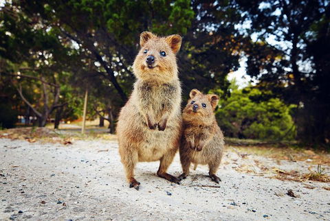 Rottnest Island All-Inclusive Grand Island Tour From Fremantle - Accommodation Broome 5