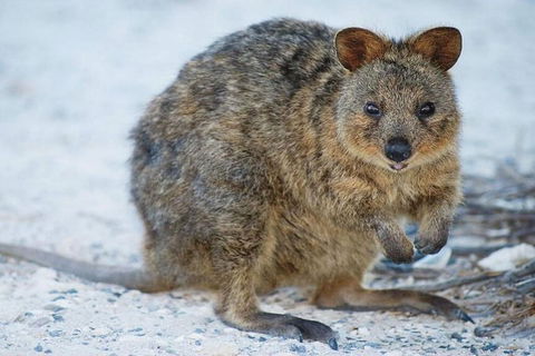 Perth To Rottnest Island Roundtrip Ferry Ticket - Accommodation Broome 3