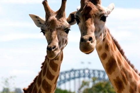 Sydney Harbour Ferry With Taronga Zoo Entry Ticket - Accommodation Broome 1