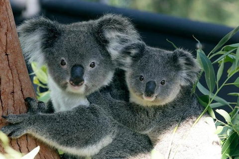 Sydney Harbour Ferry With Taronga Zoo Entry Ticket - Accommodation Broome 3