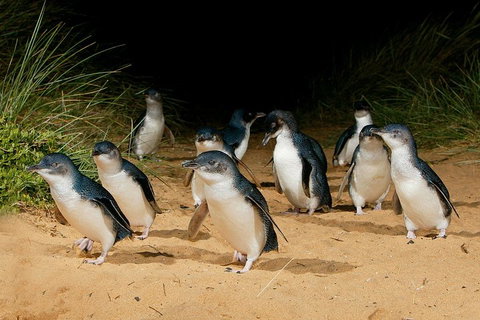 Small Group - Phillip Island Hike & Penguin Parade Day Tour From Melbourne - Accommodation Broome 1