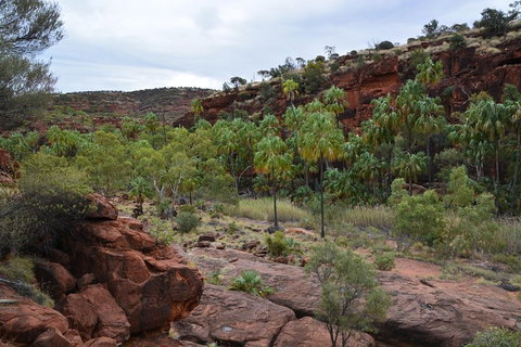 Palm Valley And Hermannsburg 1 Day 4WD Tour - Accommodation Broome 4