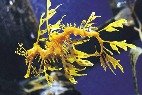 SEA LIFE Melbourne Aquarium Admission Ticket - Accommodation Broome 0