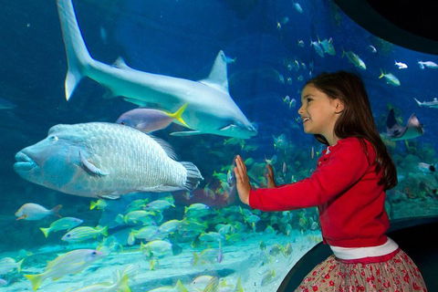 SEA LIFE Melbourne Aquarium Admission Ticket - Accommodation Broome 1