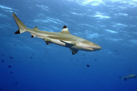 SEA LIFE Melbourne Aquarium Admission Ticket - Accommodation Broome 3